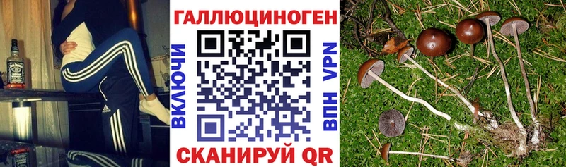 магазин продажи   Озёры  Псилоцибиновые грибы мухоморы 